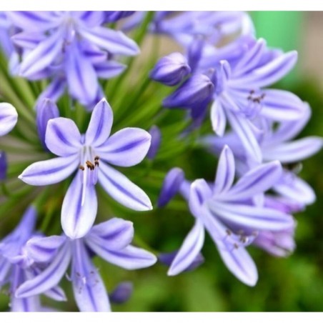 AGAPANTHUS VARIEDADES