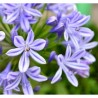 AGAPANTHUS VARIEDADES