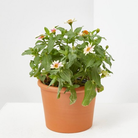 ZINNIA