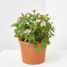 ZINNIA