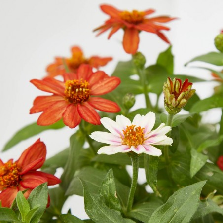 ZINNIA