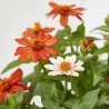 ZINNIA