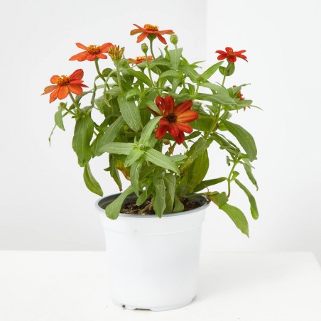 ZINNIA