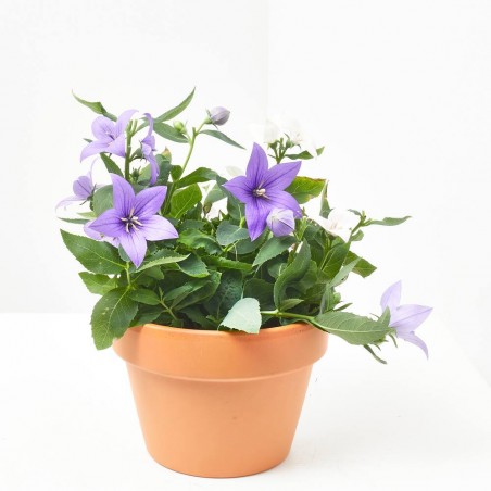 PLATYCODON BICOLOR
