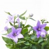 PLATYCODON BICOLOR