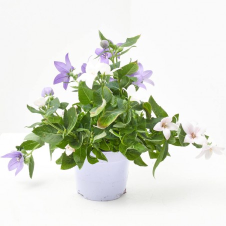 PLATYCODON BICOLOR