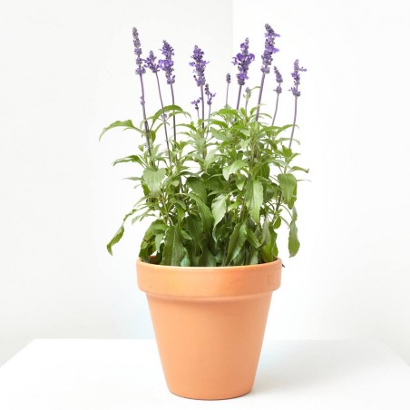 SALVIA FARINACEA