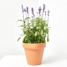 SALVIA FARINACEA