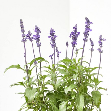 SALVIA FARINACEA