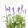 SALVIA FARINACEA