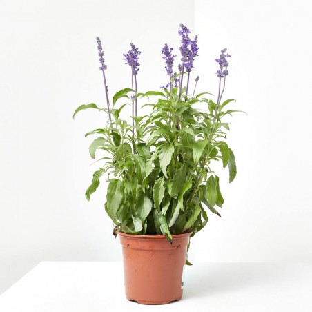 SALVIA FARINACEA