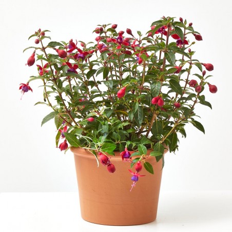 PENDIENTES DE LA REINA