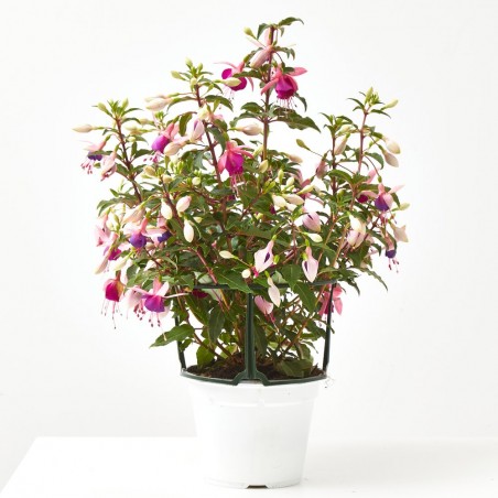 PENDIENTES DE LA REINA