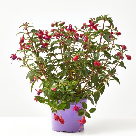 PENDIENTES DE LA REINA