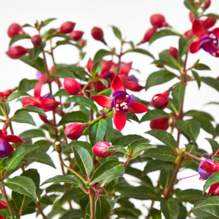 PENDIENTES DE LA REINA