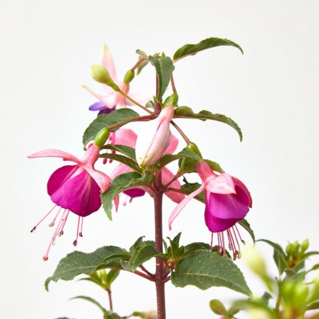 PENDIENTES DE LA REINA