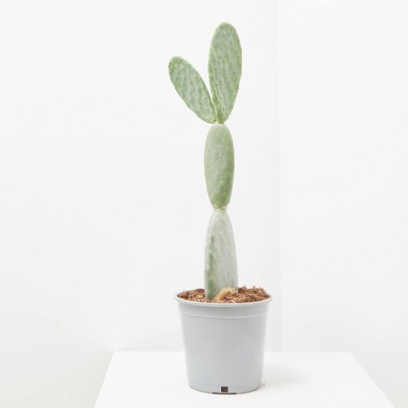 OPUNTIA TITANIA MACETA 5L