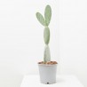 OPUNTIA TITANIA MACETA 5L