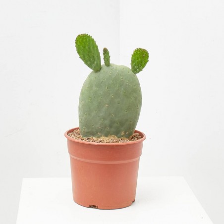 OPUNTIA TITANIA MACETA 5L