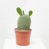 OPUNTIA TITANIA MACETA 5L