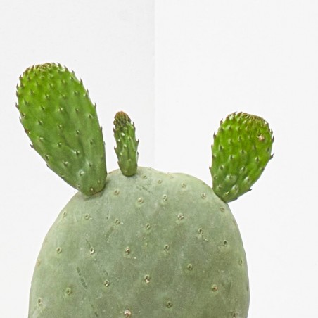 OPUNTIA TITANIA MACETA 5L