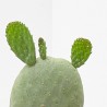 OPUNTIA TITANIA MACETA 5L