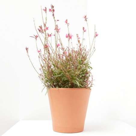 GAURA MACETA 13CM