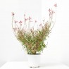 GAURA MACETA 13CM