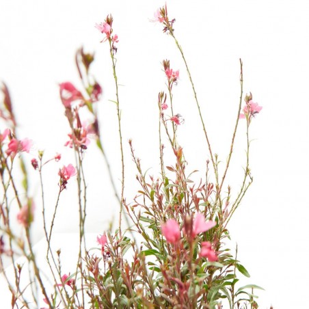 GAURA MACETA 13CM