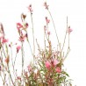 GAURA MACETA 13CM