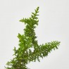CHAMAECYPARIS VARIEDADES