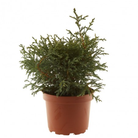 CHAMAECYPARIS VARIEDADES