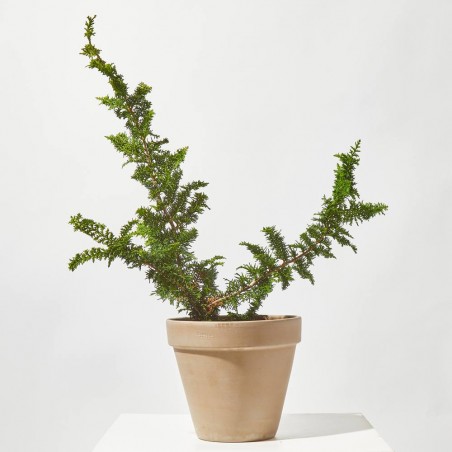 CHAMAECYPARIS VARIEDADES