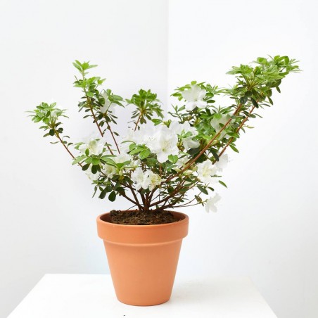 AZALEA
