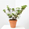 AZALEA