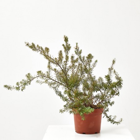 WESTRINGIA