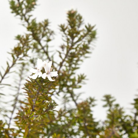 WESTRINGIA