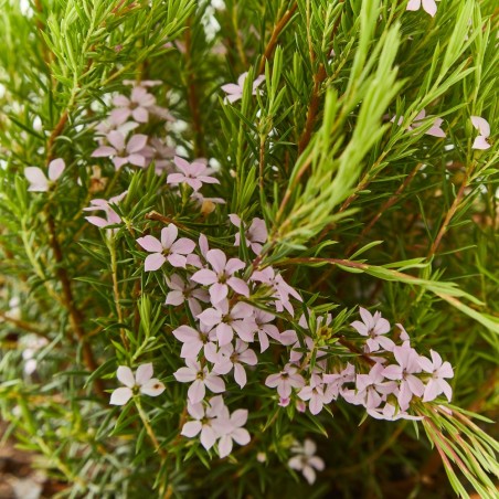 DIOSMA