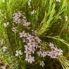 DIOSMA