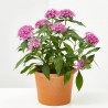 PENTAS