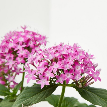 PENTAS