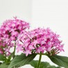 PENTAS