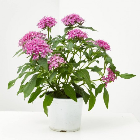 PENTAS