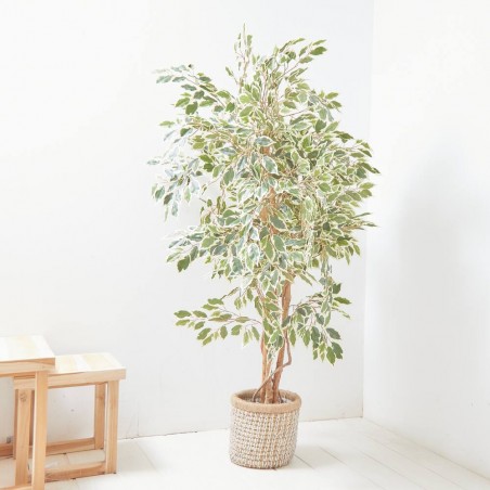 ÁRBOL FICUS ARTIFICAL VARIEGADO