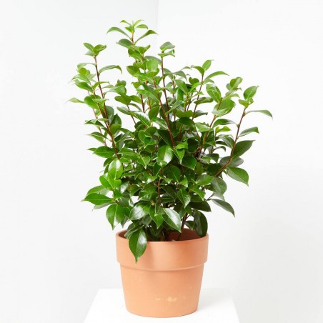 CAMELIA