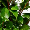 CAMELIA
