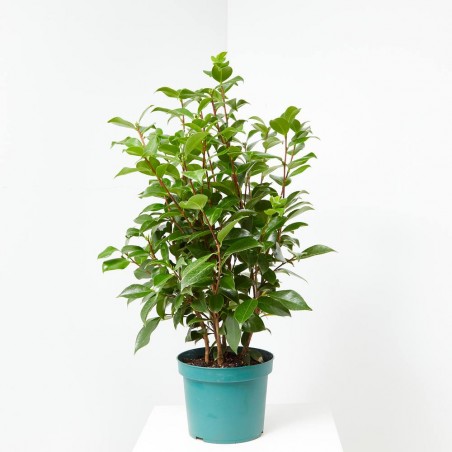 CAMELIA