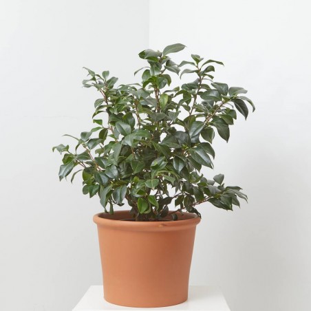 CAMELIA