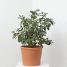 CAMELIA