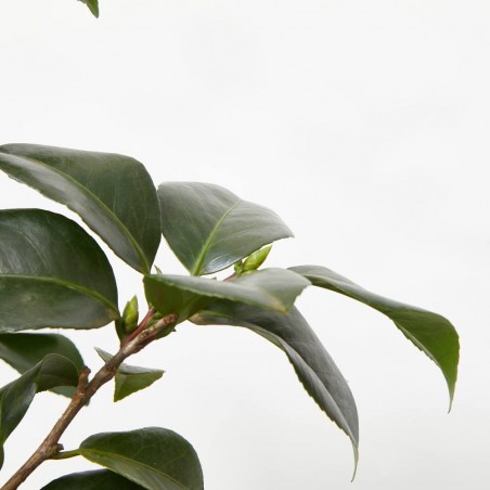 CAMELIA